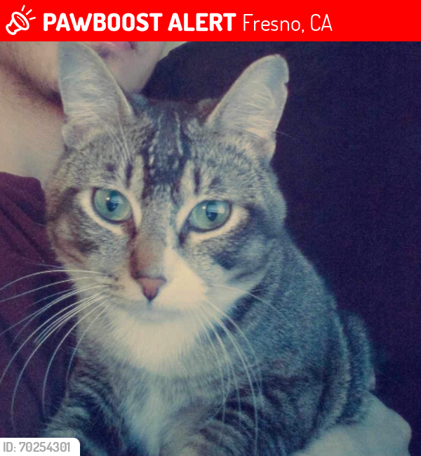 Lost Male Cat last seen Glen and yale, Fresno, CA 93704
