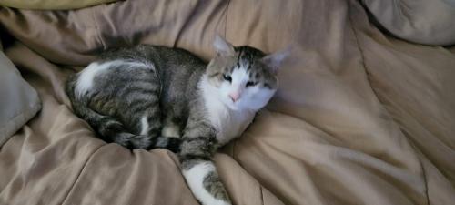 Lost Male Cat last seen 68th street/Holly st, Scottsdale, AZ 85257