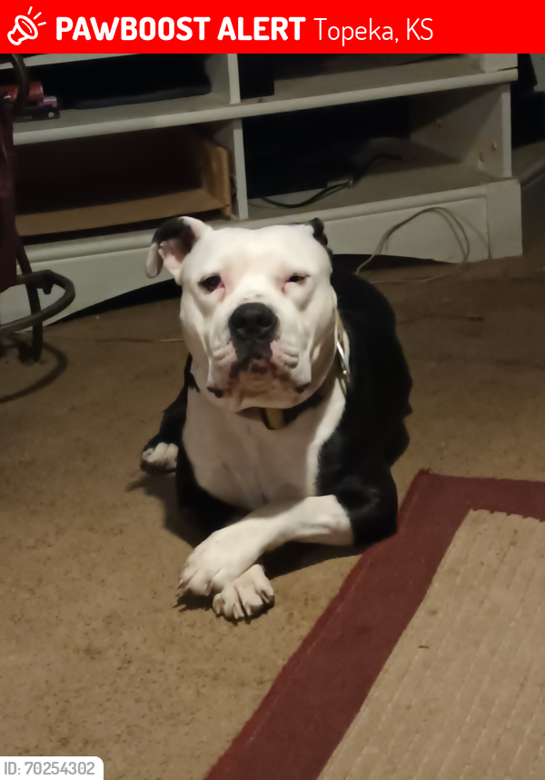 Lost Male Dog last seen 25th and  South Kansas Ave, Topeka, KS 66611