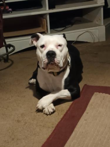 Lost Male Dog last seen 25th and  South Kansas Ave, Topeka, KS 66611