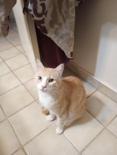 Lost Male Cat last seen Ashland and West ave, Fresno, CA 93705
