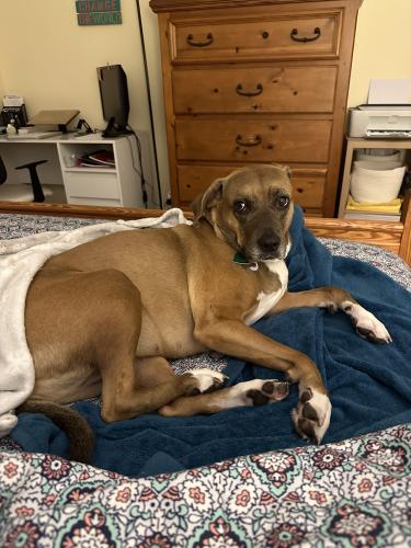 Lost Female Dog last seen Came from Brevard Ave, crossed c, Port St. Lucie, FL 34952
