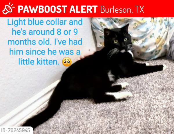 Lost Male Cat last seen Alsbury , Burleson, TX 76028