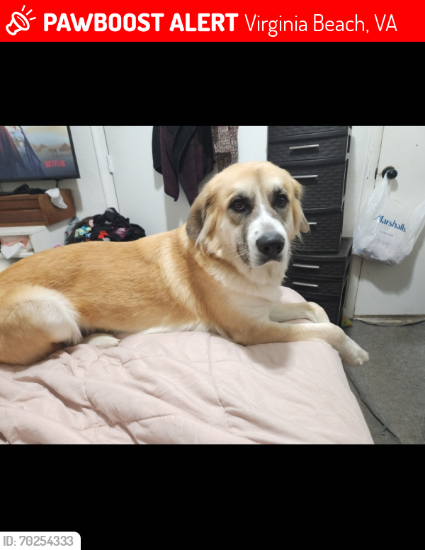Lost Female Dog last seen Holladay , Virginia Beach, VA 23455