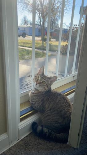 Lost Male Cat last seen Wolff St. and Arizona St. (80219) Mar Lee Area, Denver, CO 80219