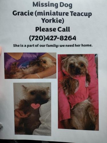 Lost Female Dog last seen 88th Washington Denver, CO , Leavenworth, WA 98826