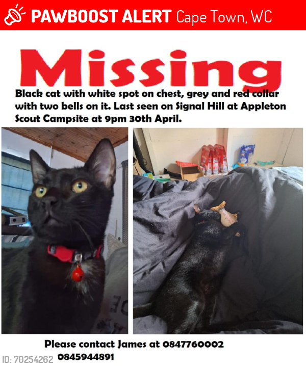 Lost Male Cat last seen Appleton Scout Camp, Cape Town, WC 8001