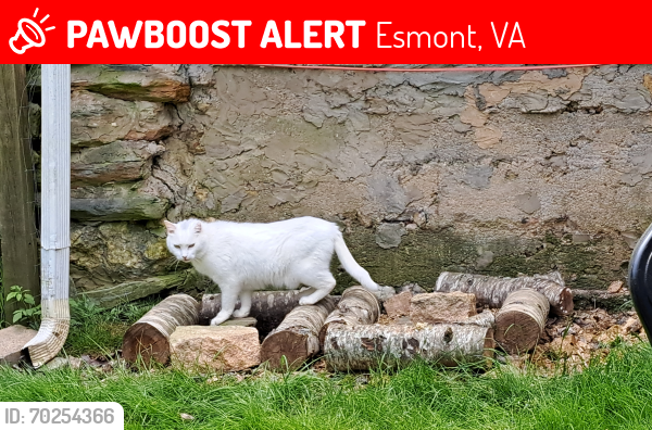Lost Male Cat last seen Esmont/Howardsville/4328Mt Alto Road, Esmont, VA 22937