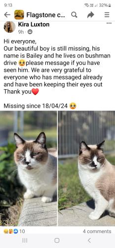 Lost Male Cat last seen Bushman drive , Flagstone, QLD 4280