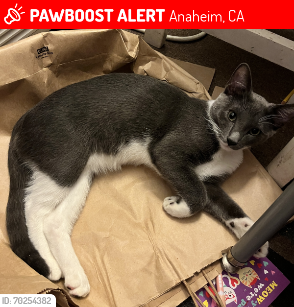 Lost Male Cat last seen La Palma and Euclid St, Anaheim, Anaheim, CA 92801