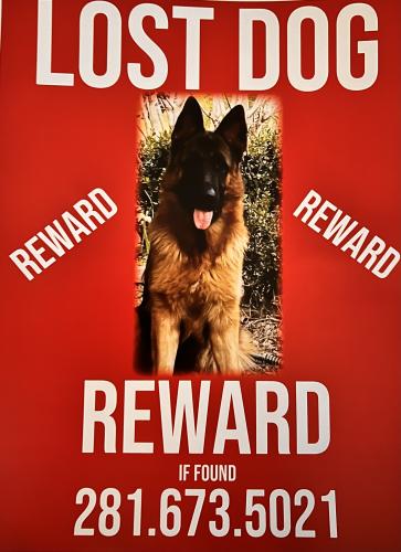 Lost Male Dog last seen Roberts cemetery rd , Magnolia, TX 77355