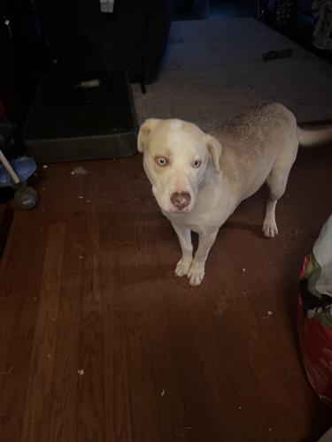 Found/Stray Female Dog last seen 151st hwy 75, Glenpool, OK 74033