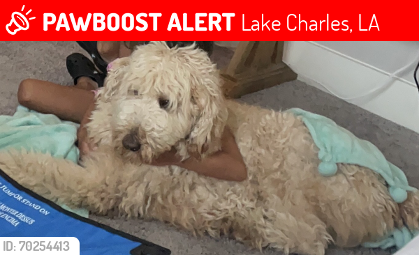 Lost Female Dog last seen Brookdale Senior Living, Lake Charles, LA 70605