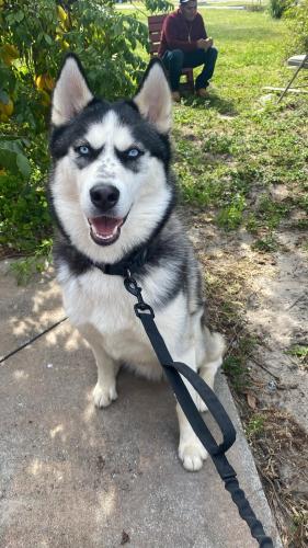 Lost Male Dog last seen Near alameda ave , Fort Myers, FL 33905