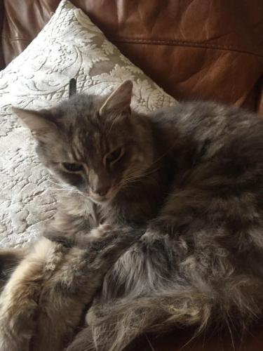 Lost Male Cat last seen Burgess Drive, Failsworth, England M35 0EU