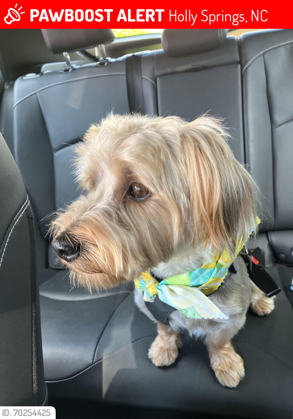 Lost Male Dog last seen Holly springs town center , Holly Springs, NC 27540