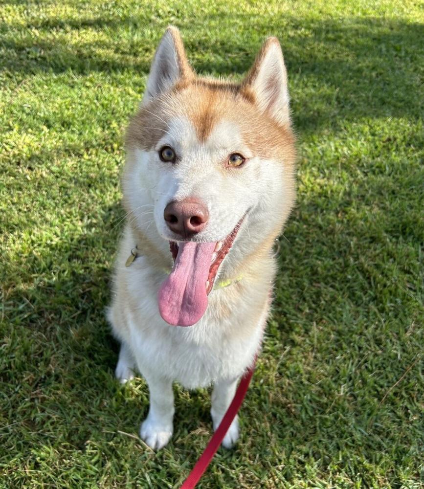 Shelter Stray Male Dog last seen Near Bancroft Avenue, SAN LEANDRO, CA, 94577, Oakland, CA 94621