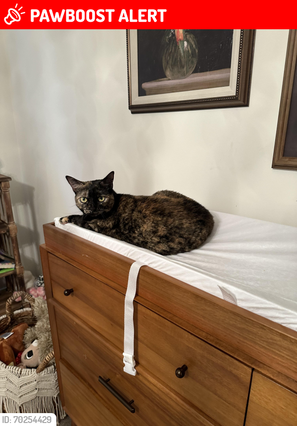 Lost Female Cat last seen Near Windemere lane, Shelby Township, MI 48316