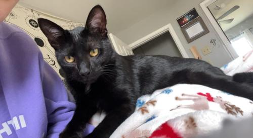Lost Male Cat last seen cross streets: 15th street and Douglas Blvd, Midwest City, OK 73130