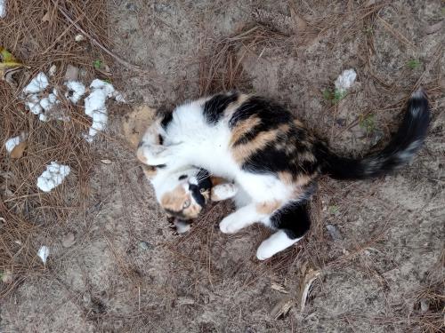 Lost Female Cat last seen Around the Belvoir School Rd/Hardy Rd., Cinda's Ln , Olivia Dr area., Greenville, NC 27834
