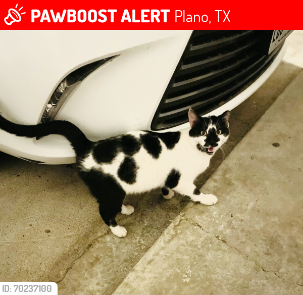 Lost Male Cat last seen Crooked Ln/ Hatherly Dr/ Old Orchard Dr, Plano, TX 75023
