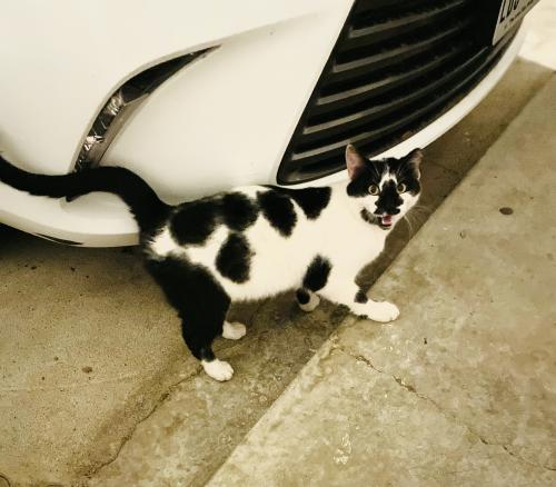 Lost Male Cat last seen Crooked Ln/ Hatherly Dr/ Old Orchard Dr, Plano, TX 75023