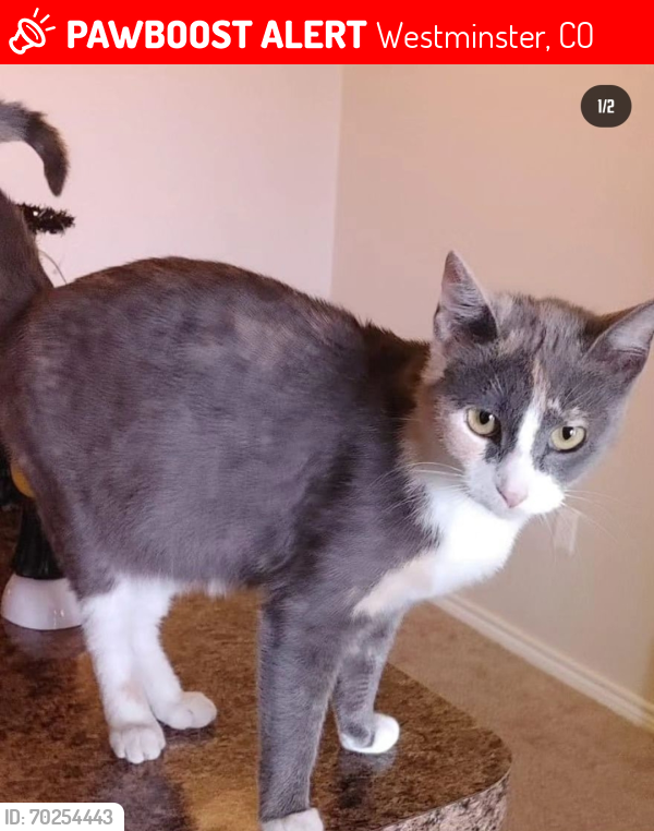 Lost Female Cat last seen Near Avenue and Lowell Blvd, Westminster, CO 80031