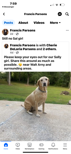 Lost Female Dog last seen Near Swanson Rd & Walt Barney Rd, Lenoir, NC 28645