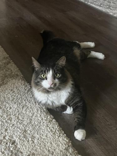 Lost Male Cat last seen Spencer Dr. and Wood St. Tullytown Borough , Tullytown, PA 19007