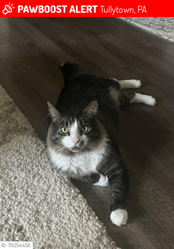 Lost Male Cat last seen Spencer Dr. and Wood St. Tullytown Borough , Tullytown, PA 19007
