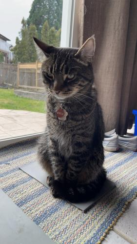 Lost Male Cat last seen Near 61 ave, Surrey, BC V3S 8X8