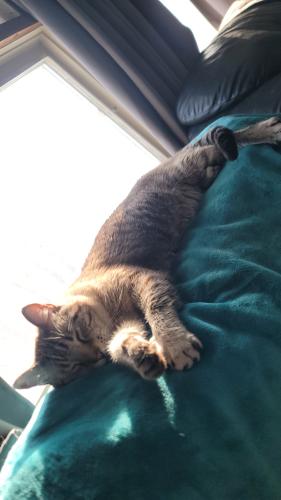 Lost Male Cat last seen 15th Street and Park Ave Winthrop Harbor Il, Winthrop Harbor, IL 60096