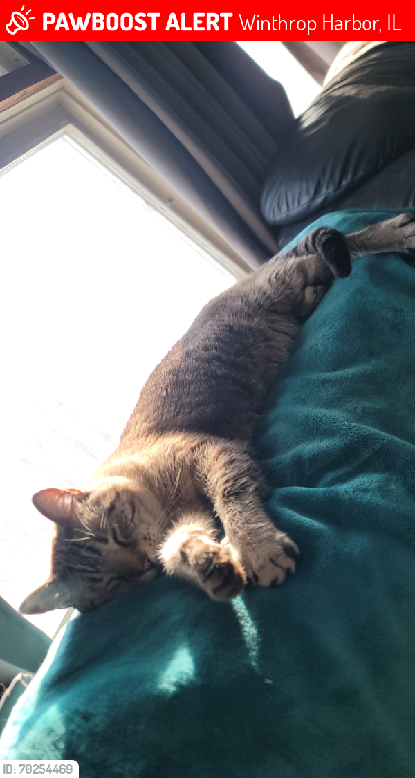 Lost Male Cat last seen 15th Street and Park Ave Winthrop Harbor Il, Winthrop Harbor, IL 60096