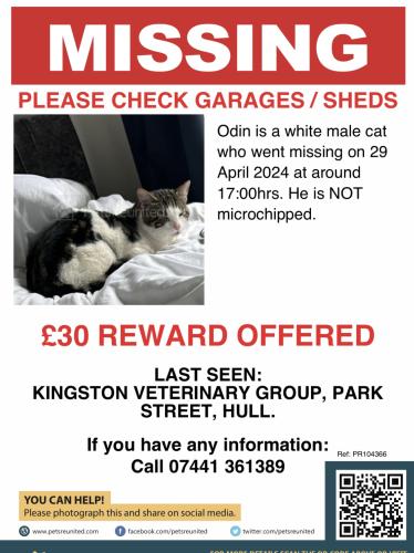 Lost Male Cat last seen Kingston Vets Park Street Hull, Kingston upon Hull, England 