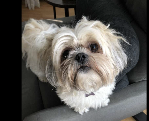 Lost Female Dog last seen West Northern Parkway , Baltimore, MD 21209