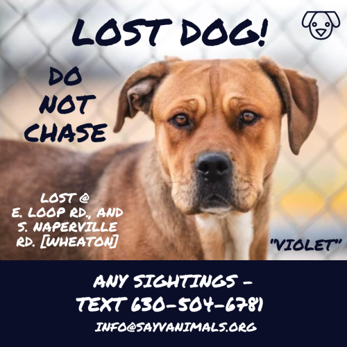 Lost Female Dog last seen East Loop & Naperville Road, Wheaton, IL 60189