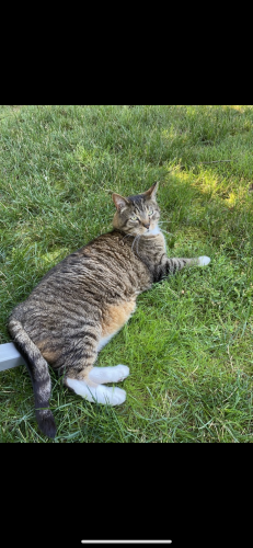 Lost Male Cat last seen Meadow Brook dr, Monroe, CT 06468