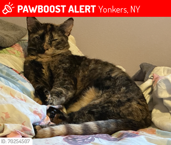 Deceased Female Cat last seen Hildreth & Thurton, Yonkers, NY 10704