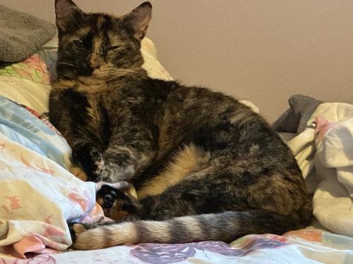Lost Female Cat last seen Hildreth & Thurton, Yonkers, NY 10704