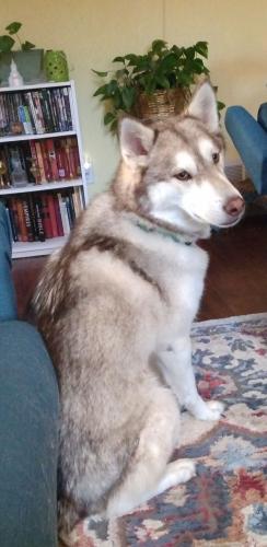 Lost Female Dog last seen Southwest Florence, Near Main St. and N Frazier Ave, Florence, CO 81226
