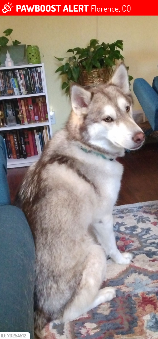 Lost Female Dog last seen Southwest Florence, Near Main St. and N Frazier Ave, Florence, CO 81226