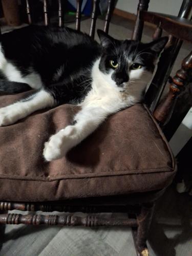 Lost Male Cat last seen Mae wood and clinton river rd, Sterling Heights, MI 48313