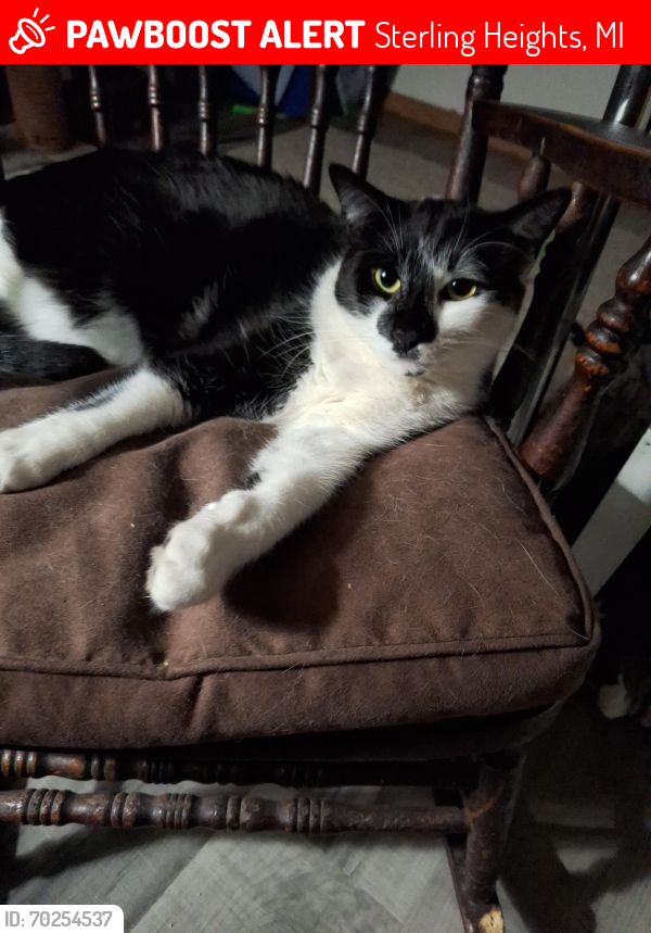 Lost Male Cat last seen Mae wood and clinton river rd, Sterling Heights, MI 48313