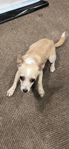 Found/Stray Female Dog last seen Cooks and Highway 30, Fort Worth, TX 76112