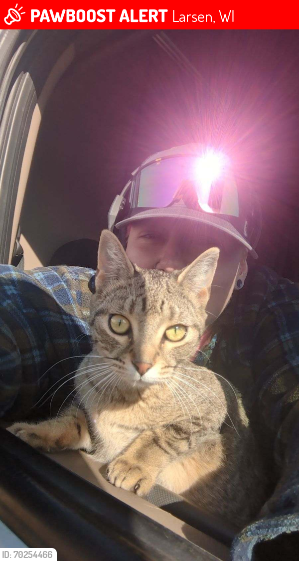 Lost Female Cat last seen Kwik Trip Truck Stop in Larsen, Larsen, WI 54947