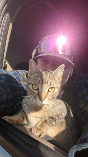 Lost Female Cat last seen Kwik Trip Truck Stop in Larsen, Larsen, WI 54947