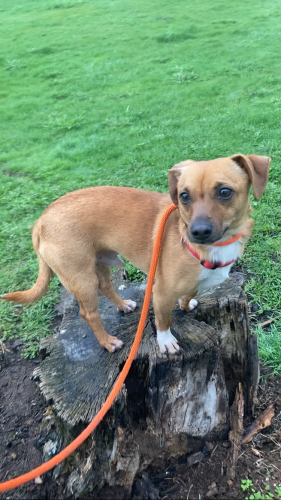 Lost Male Dog last seen Genesee street and Terry road, Onondaga, NY 13219