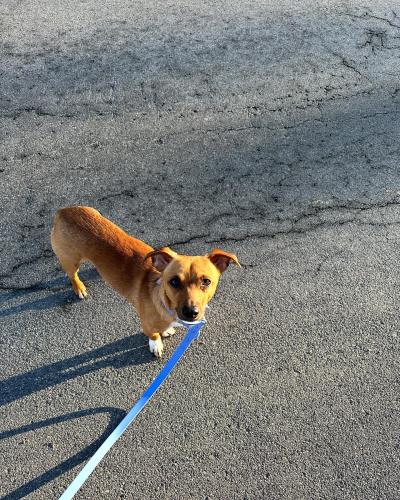 Lost Male Dog last seen Parking lot of Marc AntonyHomes , Syracuse, NY 13209