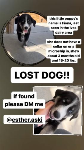 Lost Female Dog last seen Ives Dairy Road 205th Terrace, Miami-Dade County, FL 33179