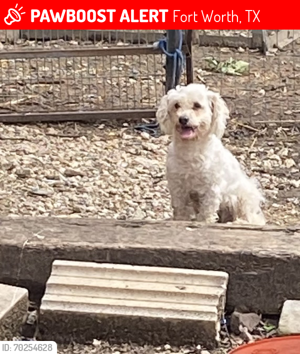 Lost Male Dog last seen Dillow, Fort Worth, TX 76119